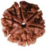 Feeltouchmart Brown Wood 6 Mukhi Rudraksha Beads Hgj00-1001-2268