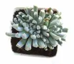 MVM E-Comerce Live Succulent Combo 2