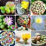 NooElec Seeds India 50+ Seeds- Mixed Lithops Seeds for Planting, Rare Lithops Succulent Plants Live Seeds Mix, Rock Lithops Living Stones Seeds