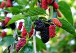 ONLINE PLANT BAZAR HYBRID SWEET SHAHTOOT MULBERRY PLANT(PACK OF-1)