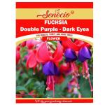 SENECIO Fuschia Double Purple Dark Eyes Lantern Flower Seed 20 Per Packet