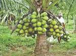 Baishnab Coconut PlantNarkel PlantSaraswati Gardens Dwarf Coconut Live Plant - Dwarf Coconut