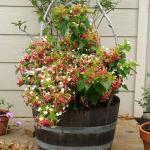 Baishnab Madhumalti/Rangoon CreeperMadhabilata Plantrs01