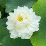 Indian Gardens Lotus Live Plant Rare code 3