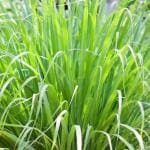 Cloud Farm Lemon Grass Plant (Cymbopogon citratus) Medicinal Healthy Plant (Home & Garden),CF_16