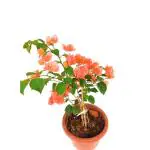 ONLINE PLANT BAZAR Bougainvillea/Paper Flower Plant-B04(Pack Of-1)