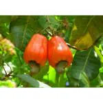 Afflorance Cashew Nut Kaju Tree Seeds