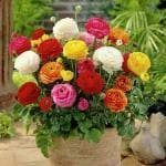 PARYAVARAAN Imported Ranunculus Flower Bulbs Mix Colour For Home Gardening pack of 20