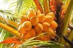 Online Plant Bazar Yellow Coconut Tree Dwarf Yellow Variety