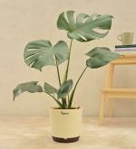 UGAOO Monstera Deliciosa Live Indoor Plant With 7.5 Inch Self Watering Pot