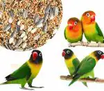 COLOURFUL Natural & Healthy Premium Birds Food for All African Lovebirds | Blue Lovebird, Lutino Lovebird, Masked Lovebird, Peach-Faced Lovebird etc. | Daily Birds Food Seed Mix (450g)