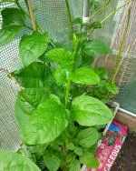 Golden Bloom Hybrid Giant Malabar Spinach Seeds Poi Ka Saag Basella Alba Round Leaf Vining Green Plant Ceylon Spinach, Vine Spinach, Spinach Leaf Vegetable Seed Pack Of - 100 Seeds (Pack Of 1)