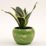 Ferns N Petals Milt Sansevieria Plant In Green Metal Pot 3X5 inch