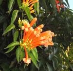 Plantzoin Flame vine Orange bignonia Pyrostegia venusta Bignonia venusta Live Plant
