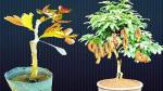 Cloud Farm Hybrid Tamarind Plant - 180 mm CF2345