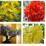 Afflorance Acacia Nilotica, Gulmohar, Cassia, Wisteria Flower Tree Seeds