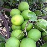 Cloud Farm Healthy Darjeeling Orange Healthy Plant Healthy Grafted Hybrid Plant Pack of 1 CF_1387