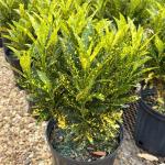 Hug A Plant Gold Dust Croton / Codiaeum variegatum Ornamental Live Plant In Pot (Home & Garden)