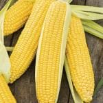 XOLDA Sweet corn Seed (50 per packet)