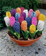 PARYAVARAAN Hyacinth Imported Winter Flower Bulbs (Mix 20)