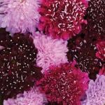 M-Tech Gardens Rare Hybrid Scabiosa 