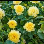 Cloud Farm Rare Grafted Dark