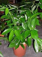 Zomoloco Cinnamon PlantTejpata PlantRare Dwarf Dalchini Plant - True cinnamon tree, Cinnamon Bark Live Plant (1 Plant)