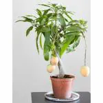 Cloud Farm Healthy Plants Nursery Garden All Season Mango Plant King Of Mango Barahmasi Grafted Plant CF_1028