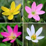 PARYAVARAAN Rain lily | Grow All Season Flower Bulbs| Flower Bulb | Pack of 50 Best Bulbs | (Multicolour)