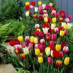PARYAVARAAN Tulip Imported Flower Bulbs For Winter Season & Home Gardening (Pack Of 5 Bulbs) Mixed Colour
