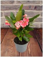 Cloud Farm Euphorbia Mili Crown of Thorns Healthy Flower Plant [CF58]
