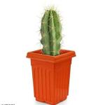 Cacti & Succulents Gamla geenova