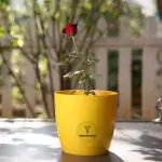 Yours Plants Rose Flower Plant indoor/outdoor with Designer Pot (Red)