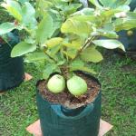 Cloud Farm Thailand All time Guava Fruit Plant All Season Amrud Dwarf Thailand Guava plant 1 healthy plant(Pack Of 1),CF_N167