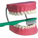BNR EXPORTS Dental Care Model With Flexible Spring with One Unit Tooth Brush Anatomical Teeth Model Teaching Tool for Dental Hospitals & Dental Study Students Big Size (Horizontal- 56 x 20 X 10 Cm)