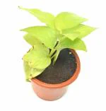 India Gardening Attract Good Luck with Devil's ivy Money Plant