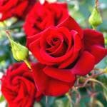 Plantzoin Indian fragrant rose Desi gulab Rosa indica Golapa(Red) Plant