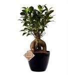 Abana Homes Bonsai Tree Indoor Live Plant