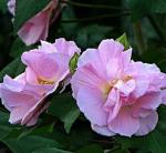 Cloud Farm Hybrid Land Lotus Plant - 200 mm CF_A250