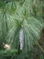 ONLINE PLANT BAZAR PINE PLANT(PACK OF-1)