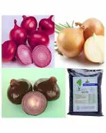 Greem World Onion Improved Dark Red, Onion improved Gavran and Onion Star Zblack Combo With Nutrients Manure 30 Seeds