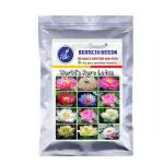 SENECIO Worlds Rare Sacred Water Lity Flower Aquatic Plant Pack Of 15 Seeds
