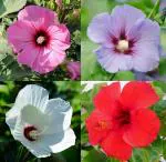 Flora Seeds Gudhal(Hibiscus) Mixed Flower Seeds For Home & Gardening