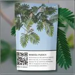 Shivnami Sensitive Plant Seeds for Gardening - Mimosa pudica, Shy Plant, Shameful Plant, Touch-me-not, Lajwanti, Chhui Mui, sensitive plant, shameplant - Easy To Grow - Herbs