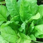 Fa Nursery Organic Palak Seeds (66 per Packet)