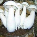 Manhita Fresh Milky Mushroom 200 GM