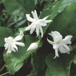 Plantzoin Arabian jasmine Madan mogra Jasminum sambac Malli Live Plant