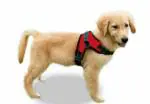 Birds' Park Dog Puppy Harness with lease, No-Pull Dog Puppy Harness with handle Size SMALL
