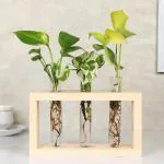 FlowerAura Decorative Set of 3 (Money, White Pothos & Golden Money Plant) Air Purifying Live Indoor Plants In Glass Test Tube Vase Pot For Living Room, Bedroom, Office/Home Decoration And Gifts For Friends, Colleagues, Relatives & Neighbours.