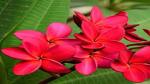Platone Plumeria Plant Champa/Plumeria Red Color Flower Plant